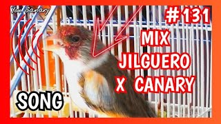 131 • Mix Jilguero x Canary quotsongquot  Mixto de Jilguero x Canaria cantando en la vetana [upl. by Margret959]