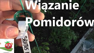 Wiązanie etykietowanie i podwieszanie gron Pomidora w tunelu [upl. by Akirahs877]