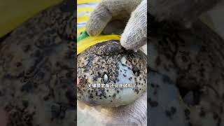 新来的鳄鱼王是正儿八经的鳄鱼亡呀！ 鳄鱼 搞笑 动物 crocodile 猛兽 animals 猛兽 遊戲 科普 遊戲 科普 寵物 游戏 [upl. by Aveneg]