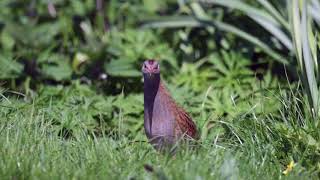 Corncrake May 18 [upl. by Aicenra]