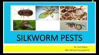 Silkworm Pest I Sericulture I I SYBSc I [upl. by Ysabel]