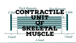 contractile unit of skeletal muscle [upl. by Aroel]