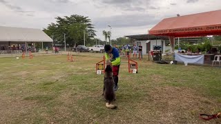 DOG AGILITY  Belgian Malinois [upl. by Ermengarde566]