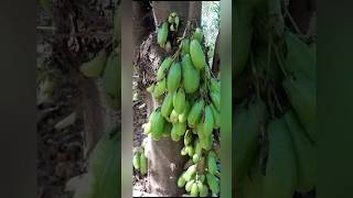 Bilimbi garden nature homegardens farming viralshort shortsfeed [upl. by Lem186]