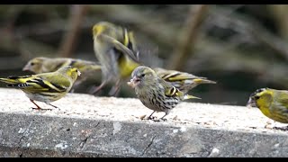 flock of siskins [upl. by Germann102]