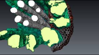 Maize Xylum and Aerenchyma Visualization [upl. by Prue]