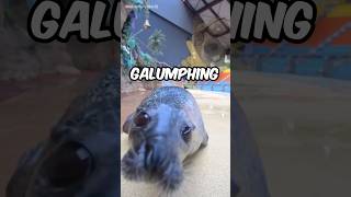 Bouncy Seals Bouncing Around animals seals cute [upl. by Olympie770]