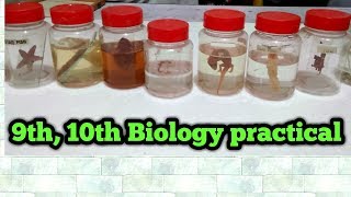 Biology practical class 9th10th complete guide  All slides and specimens [upl. by Irok407]