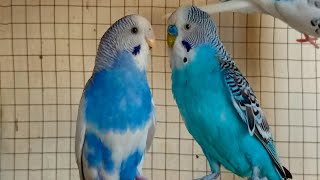 3 Hr Budgies Chirping Talking Singing Parakeets Sounds Reduce Stress  Relax to Nature Bird Sounds [upl. by Renzo]