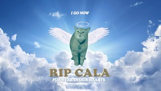 RIP CALA 🕊️ I Go Meow Cat [upl. by Delsman106]