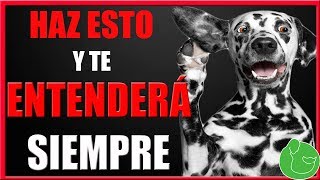 Cómo Entrenar a mi Perro para que me Entienda me Haga Caso y Obedezca Marcadores de Entreno [upl. by Carrington]