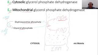 Transport across Mitochondrial Membrane III Glycerol Phosphate Shuttle [upl. by Leirad]