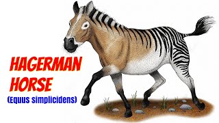 Hagerman Horse  American Zebra [upl. by Atselec289]