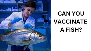 Fish Vaccines [upl. by Llet]