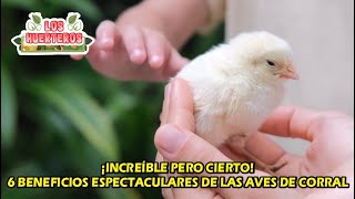 ¡Increíble pero cierto 6 beneficios espectaculares de las aves de corral [upl. by Yeslrahc]