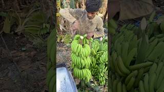 Banana is the best thing for agriculture fruit 🍌🍌🍌🍌 friut farming vairal [upl. by Asilem]