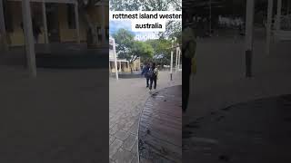 rottnest island western australiaperth nature travel rottnestisland quokka [upl. by Sylvia422]