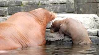 WalrossBaby Hagenbeck [upl. by Alguire272]