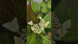 Voici les hortensias de mon jardin [upl. by Cate]