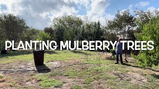 PLANTING TREES in CLAY SOIL Mulberry growfruit growyourownfood fruittrees [upl. by Retrac921]