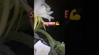 🏵️Floracio🏵️pitahaya dark star 🌵🐉pólizacion 🐉🌵🥳 bolivia 🇧🇴 pitahayacbba [upl. by Yuk172]