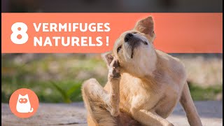 8 vermifuges naturels pour chiens 🐶✅  Sontils DANGEREUX [upl. by Nawotna886]