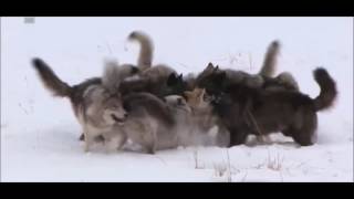 Wolf Pack vs 2 coyotes [upl. by Vachel225]