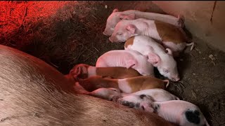 New Piglets [upl. by Bedwell92]