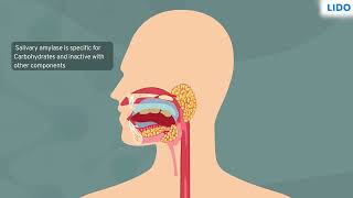 Process of Digestion and Enzymes  Digestive System  Class 9 Science ICSE [upl. by Auria]