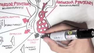 Endocrinology  Overview [upl. by Sion]