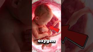 How Do Babies Breathe Inside the Womb👶🌬️ shorts feedshorts [upl. by Vershen]