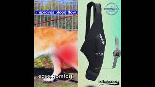 Tailwindpets Dog Hinged Knee Brace [upl. by Oner]