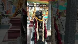 Venketeswara swamy near Chanda Nagar ￼ Hyderabad shorts [upl. by Sorcim959]