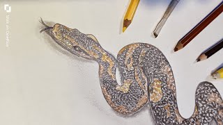 how to draw a realistic snake  colour pencil drawing for beginners [upl. by Lissi]