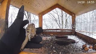 Feeder in Bieszczady Mountains Lake Solina Poland🐦💚20241121 [upl. by Pillihpnhoj]