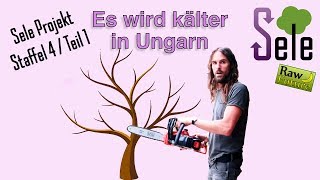 In Ungarn wird es kälter  Bäume fällen Aber wie ohne Benzin und Stromanbieter SELE 4  Teil 1 [upl. by Neelyahs]