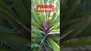 Ananas 🍍 [upl. by Winser]