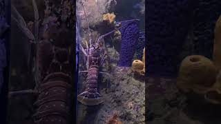 Meet our spiny lobster in the Tropical Reef Aquarium [upl. by Milton]