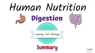 Human Nutrition Summary Leaving Cert Biology 2025Biology Bugbears Digestion [upl. by Adnimra]