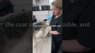 Does the fox terriers in your salon get nervous around blasters  Fox Terrier Trim Masterclass [upl. by Tolkan]