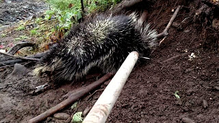 Porcupine Release [upl. by Sanson887]