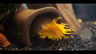 Breeding Bristlenose Plecos In a Community Tank [upl. by Clarence]