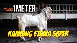 Review Kambing Etawa Super Besar Tinggi 1 METER [upl. by Nyleek]