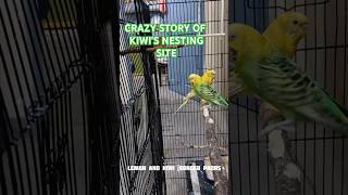 Crazy story of Kiwis Nesting site budgies birds [upl. by Ecinrev]