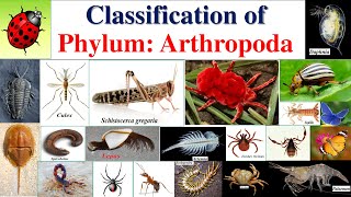 Arthropoda classification  Classification of Arthropoda Classification of Phylum ArthropodaPart 2 [upl. by Hanny230]