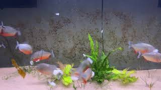 12 Super Red Belly Piranha Feeding Shrimp feeding [upl. by Rimahs]