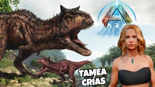 Ark Survival Ascended CÓMO TAMEAR DINOS BABY SALVAJES lavelociblue arklavelociblue [upl. by Cantone623]