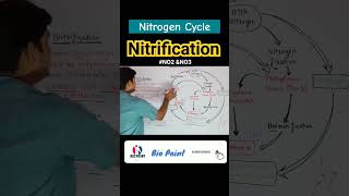 Nitrogen fixation  Nitrification  Nitrogen Cycle  Denitrification nitrogencycle shorts [upl. by Assirol189]