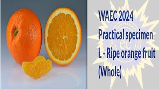 WAEC 2024 BIOLOGY PRACTICAL SPECIMEN L POSSIBLE QUESTION AND ANSWER waec2024 waec foryou [upl. by Aznerol208]