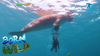 Born to be Wild Dugongs of Busuanga [upl. by Randy]